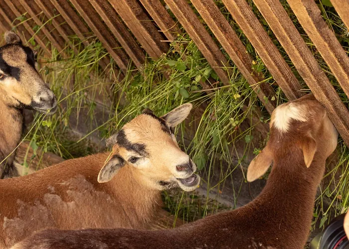 Aparthotel Beech Fleesensee Goehren-Lebbin
